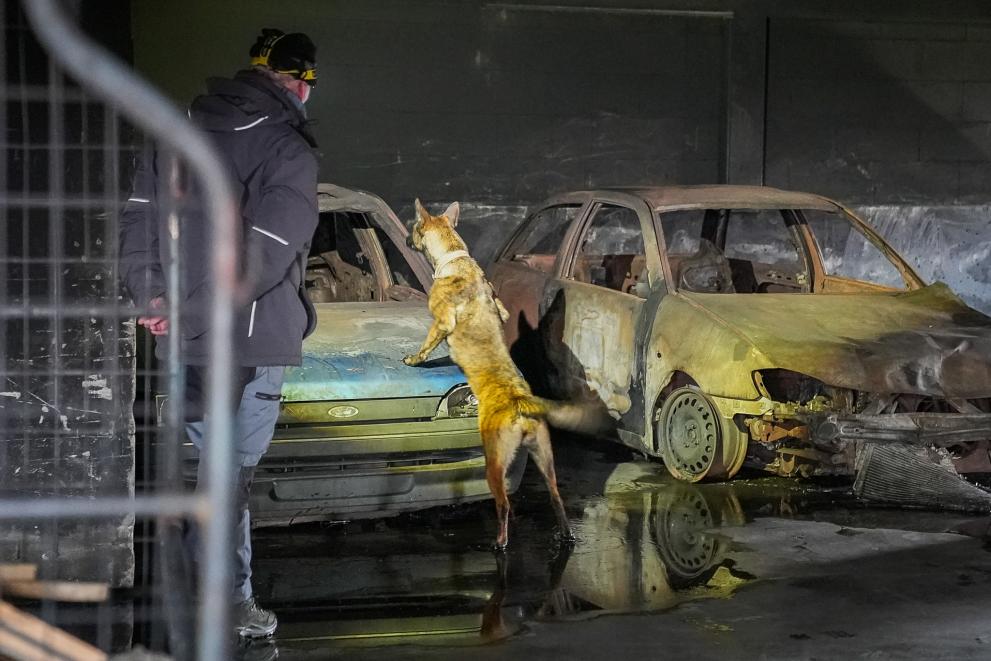 Belgian shepherd stand on hind legs to inspect burned out vehicle while trainer observes